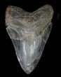 Serrated, Fossil Megalodon Tooth - Georgia #66189-1